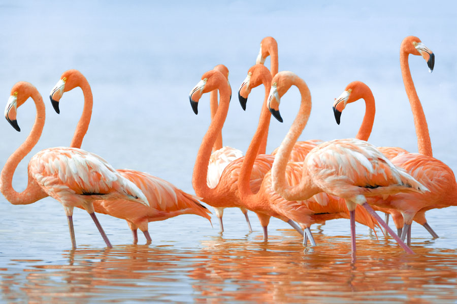 Flamingos im Zwillbrocker Venn / Kreis Borken Wohnmobil mieten